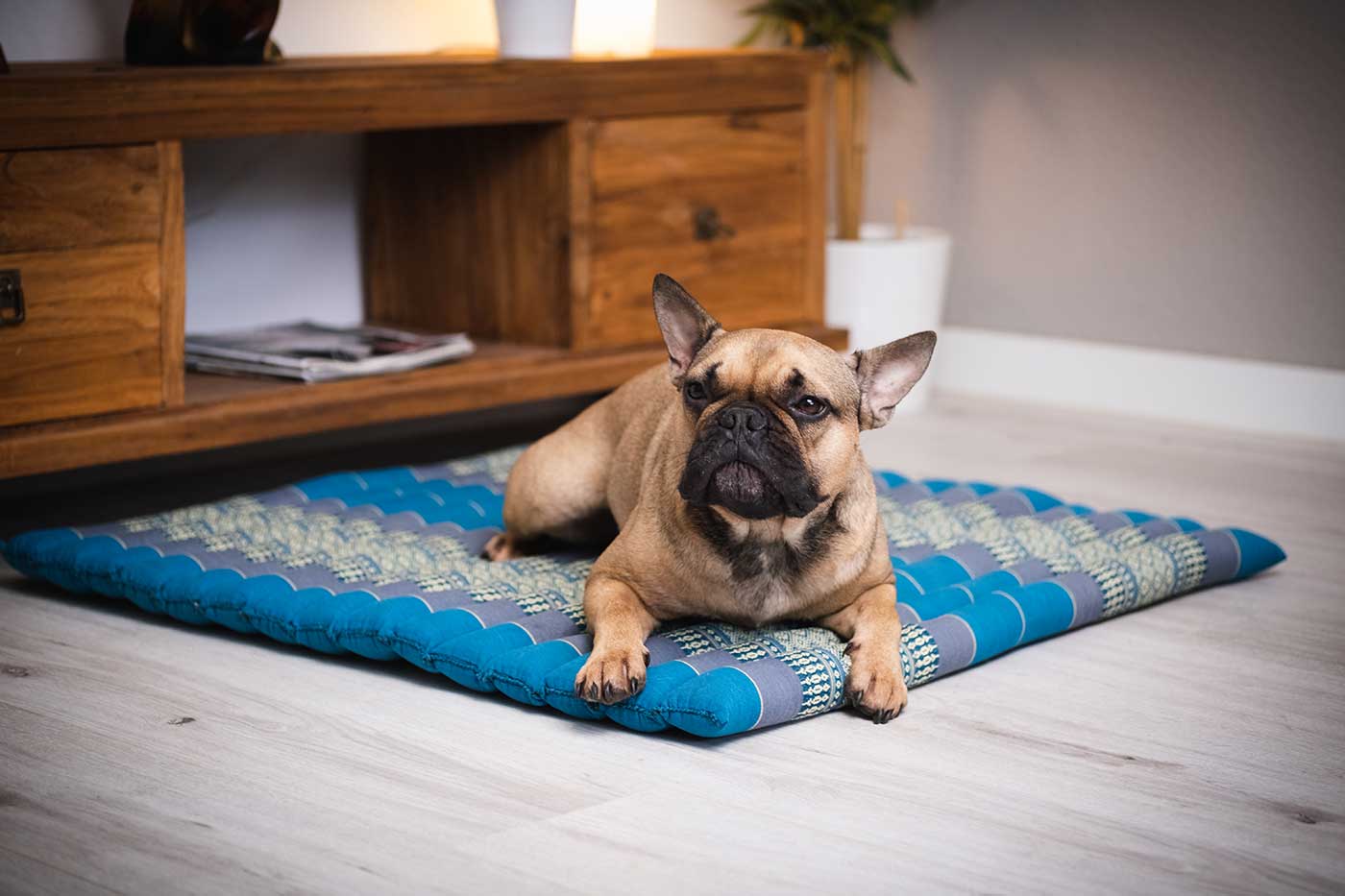 Een hemels slaapparadijs voor je pluizige metgezellen: De Kapok Comfortzone voor honden en katten