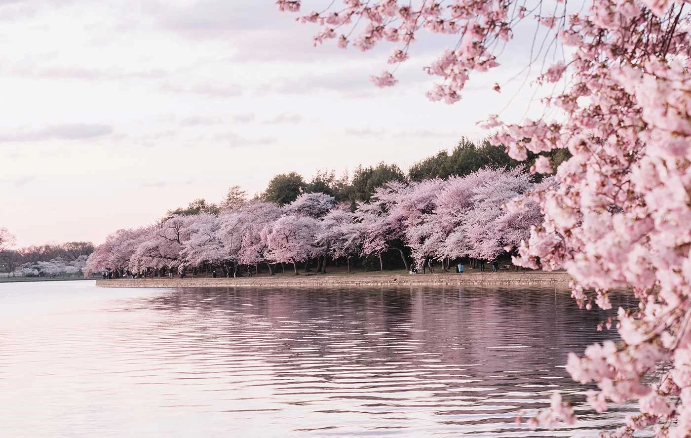Sakura-geïnspireerd: Haal de Magie van de Kersenbloesem in Huis Sakura-geïnspireerd: Haal de Magie van de Kersenbloesem in Huis